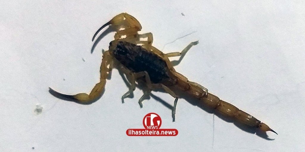 ilha-solteira-news-escorpiao-passeio-ouro-preto-zona-sul