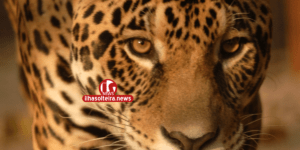 ilha-solteira-news-justica-federal-liminar-ctg-brasil-rio-parana-energia-zoologico-ibama