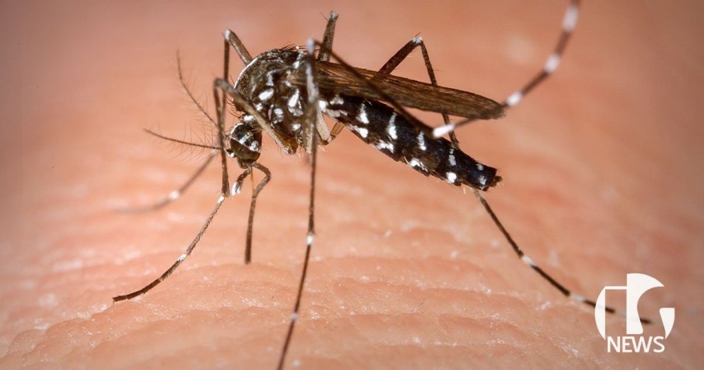 ilha-solteira-news-semana-nacional-mobilizacao-contra-aedes-aegypti-dengue-zika-chikungunya