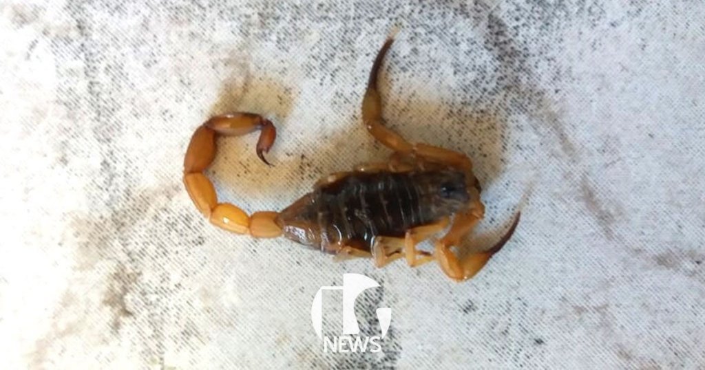 ilha-solteira-news-escorpiao-passeio-floresta
