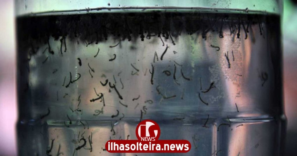 ilha-solteira-news-larvas-mosquito-dengue-aedes-aegypti