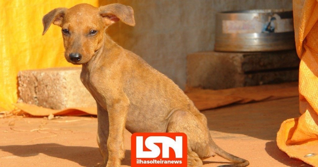 ilha-solteira-news-abrigo-animais