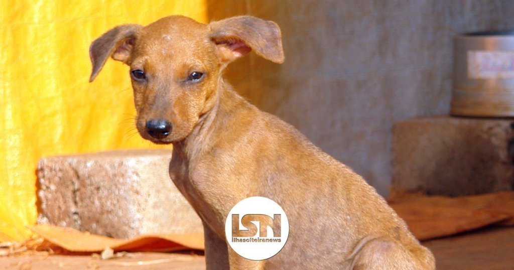 ilha-solteira-news-abrigos-animais-nota-esclarecimento-chamamento-publico