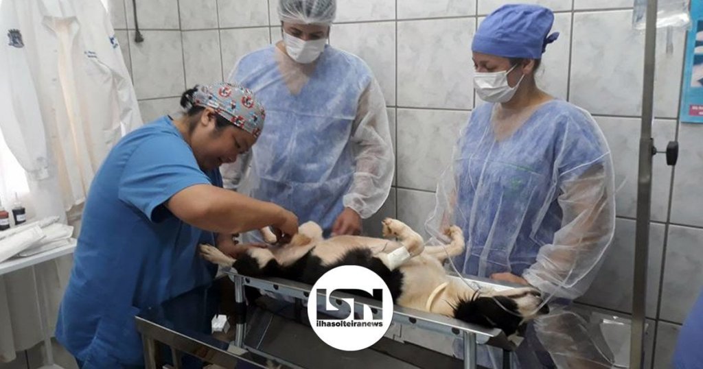 ilha-solteira-news-mutirao-castracao-ccz