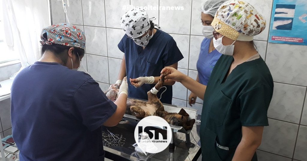 novo-mutirao-de-castracao-ccz-ilha-solteira-news
