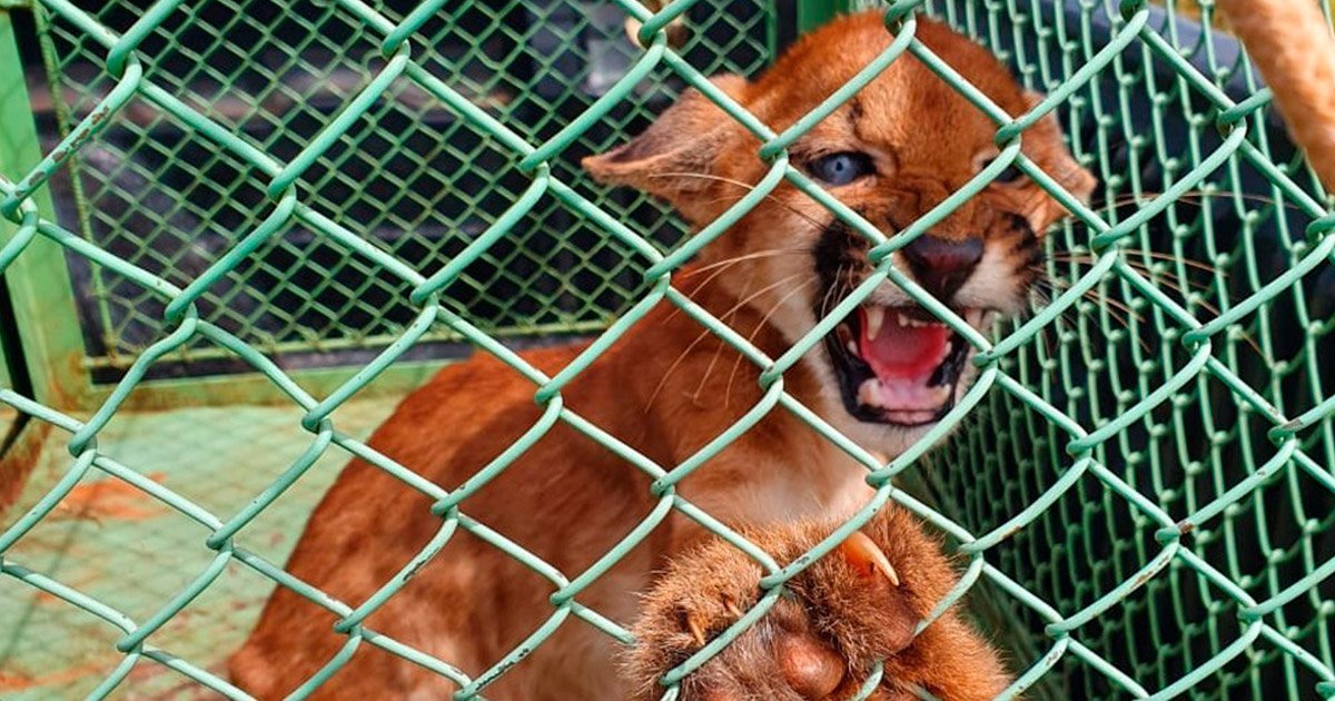 Filhote de onça-parda é resgatado e encaminhado ao zoo de Ilha Solteira