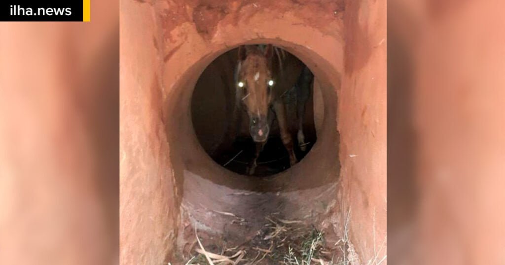 Cavalo é resgatado após cair em galeria no bairro Ipê 6 ilhanews-cavalo-cai-galeria-pluvial-ipe-ilha-solteira