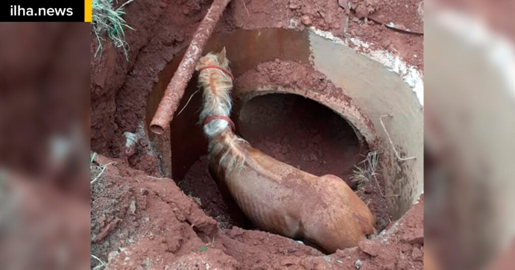 ilhanews cavalo galeria agua pluvial bairro ipe ilha solteira