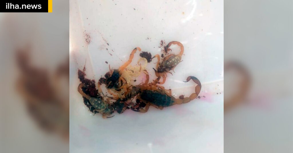 Família encontra 13 escorpiões de uma vez em casa no bairro Morada do Sol 10 ilhanews família encontra 13 escorpiões de uma vez no bairro morada do sol ilha solteira