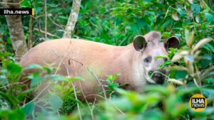 ctg-brasil-antas-zoologico-ilha-solteira-news