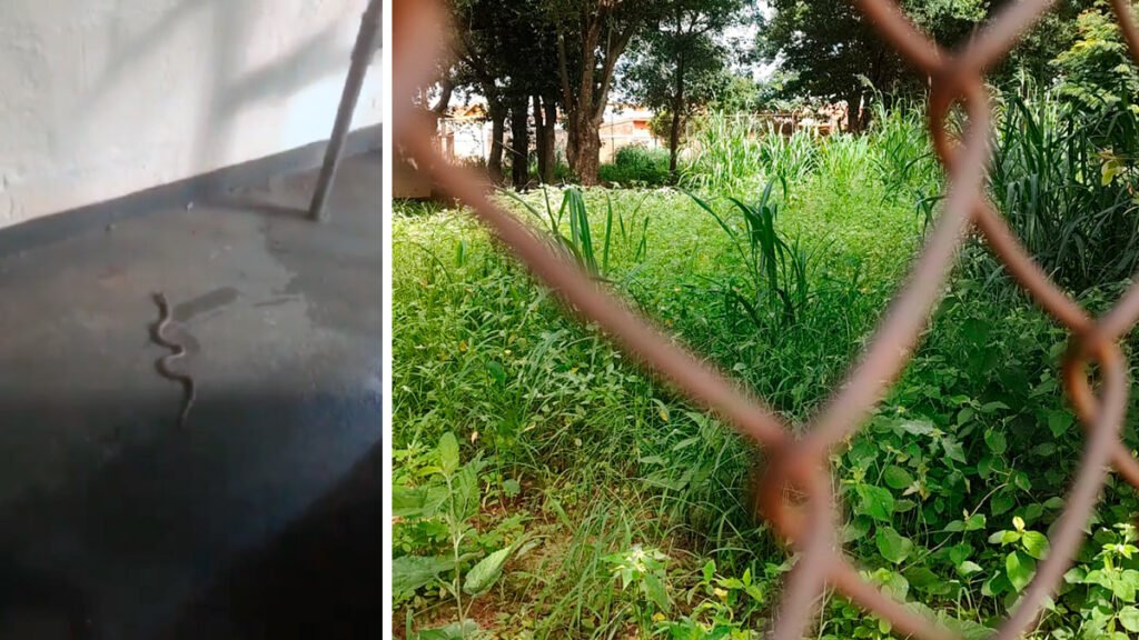 Moradora encontra cobra no sofá e reclama de mato alto na vizinhança 11 cobra-passeio-imperatriz-ilha-solteira-news