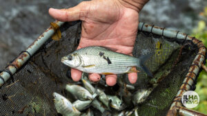 ilha-news-ctg-brasil-soltura-de-peixes-reservatorio-ilha-solteira