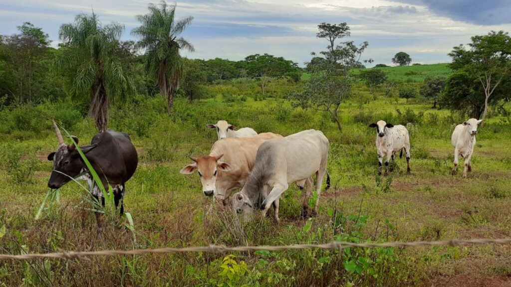 ilha-solteira-news-policia-militar-ambiental-recupera-gado-furtado-ilha-solteira