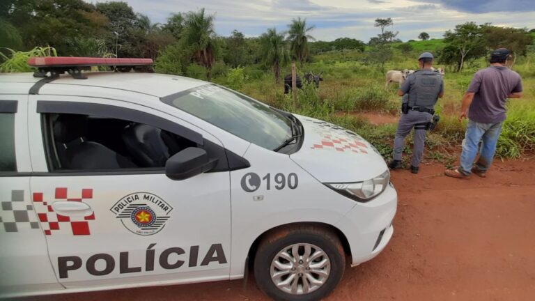 ilha-solteira-news-policia-militar-atividade-delegada-furto-de-gado