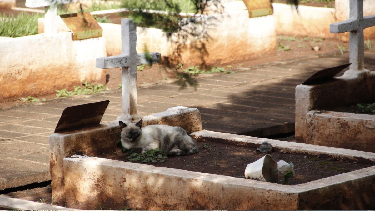 ilha-solteira-news-alex-rocha-quer-regulamentacao-sepultamento-caes-gatos-com-seus-tutores