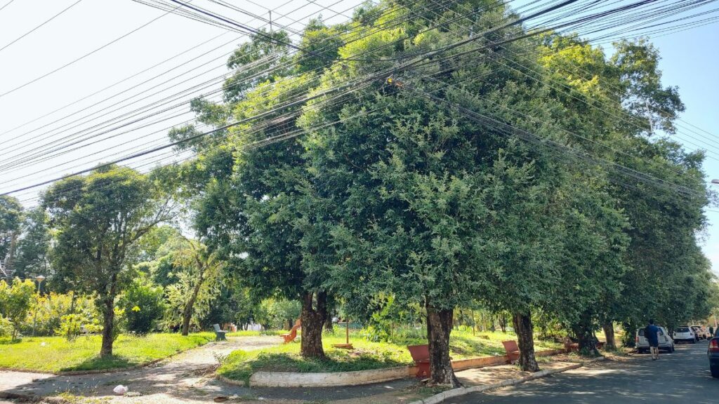 ilha solteira news cido pede limpeza praca teresina