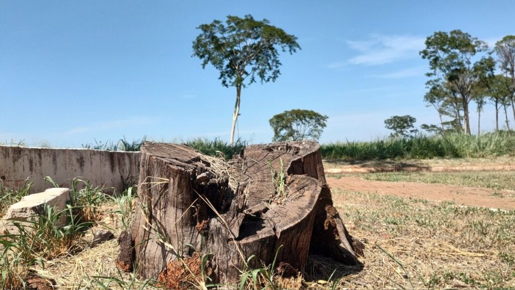 ilha-solteira-news-tomate-murilo-lima-reflorestamento-parque-da-mantiqueira