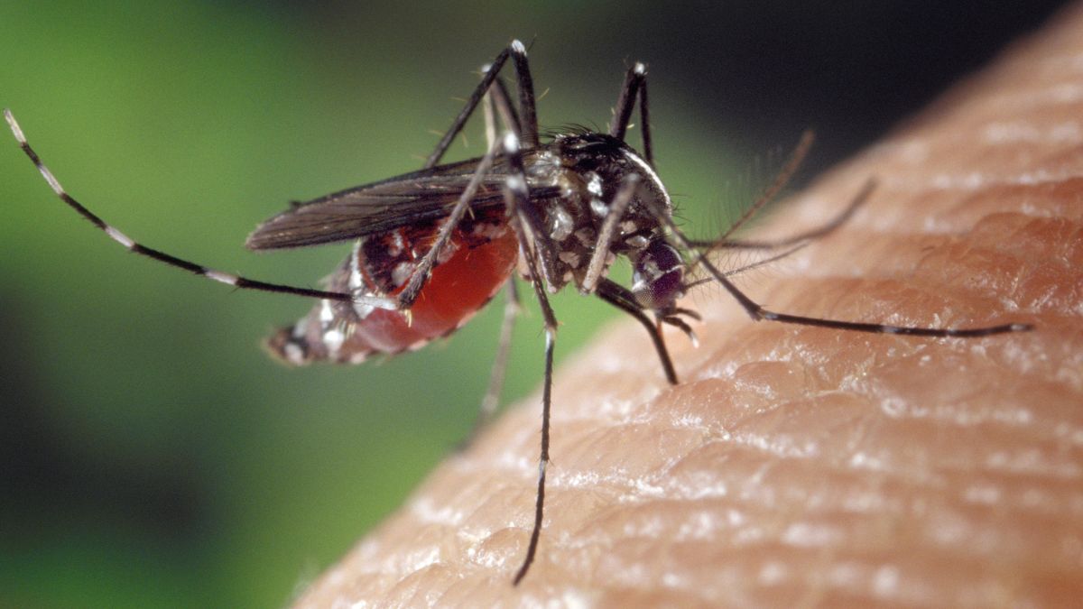 ilha-solteira-news-aedes-aegypti-chikungunya