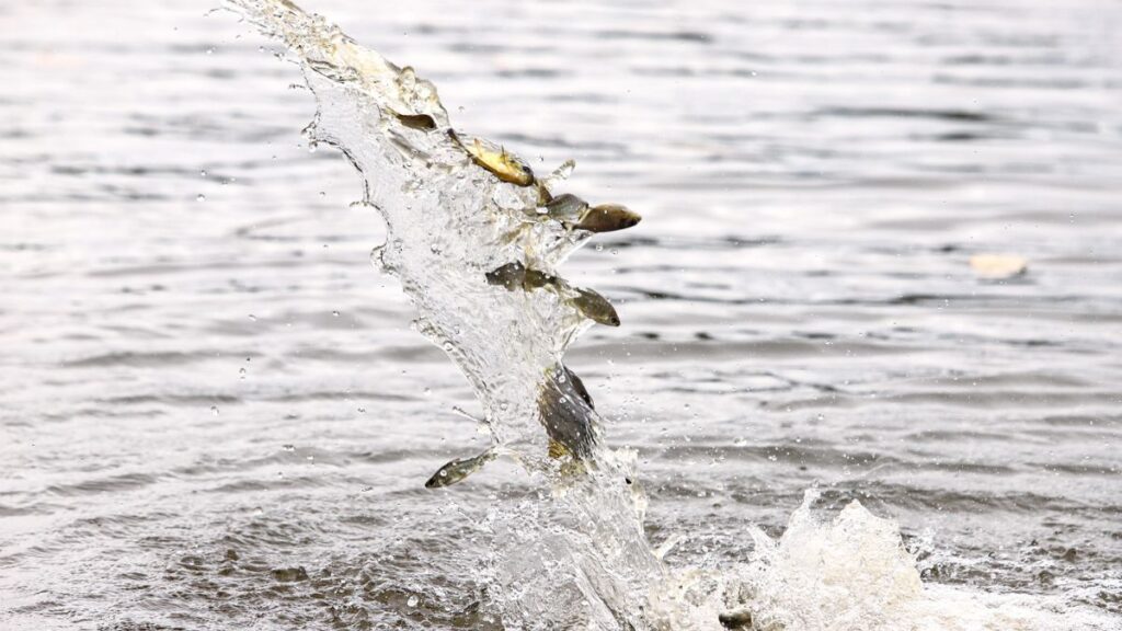 ilha-solteira-news-ctg-brasil-soltura-de-peixes