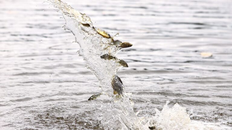 ilha-solteira-news-ctg-brasil-soltura-de-peixes