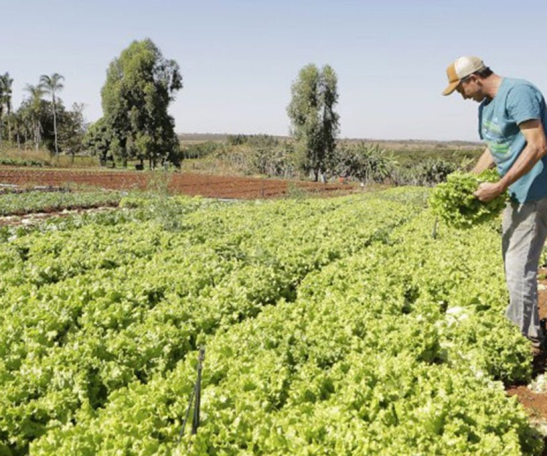 agricultura-familiar-chamada-publica-prefeitura-ilha-solteira-news
