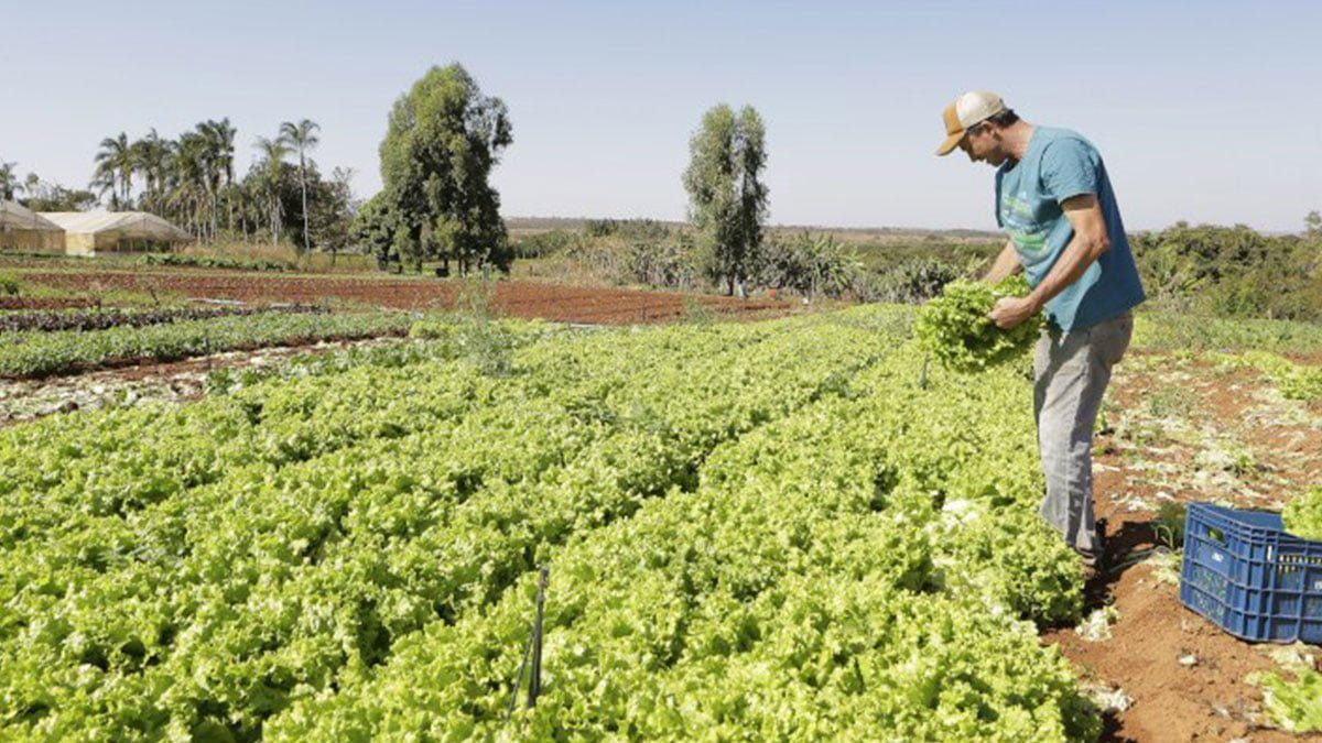 agricultura-familiar-chamada-publica-prefeitura-ilha-solteira-news