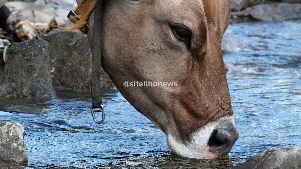 anifort jr empresa júnior de zootecnia da unesp de ilha solteira