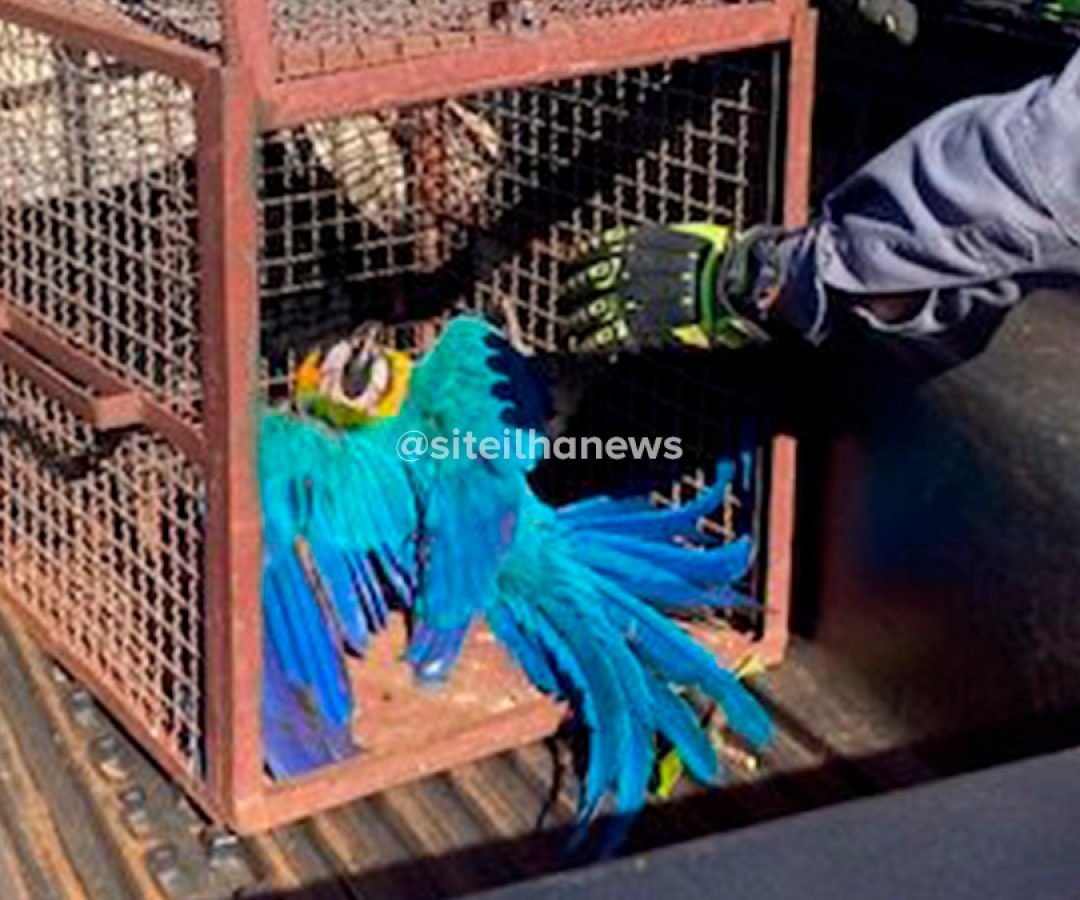 arara-caninde-resgatada-pereira-barreto-zoologico-ilha-solteira