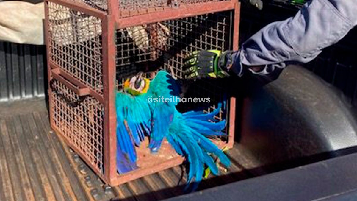 arara-caninde-resgatada-pereira-barreto-zoologico-ilha-solteira