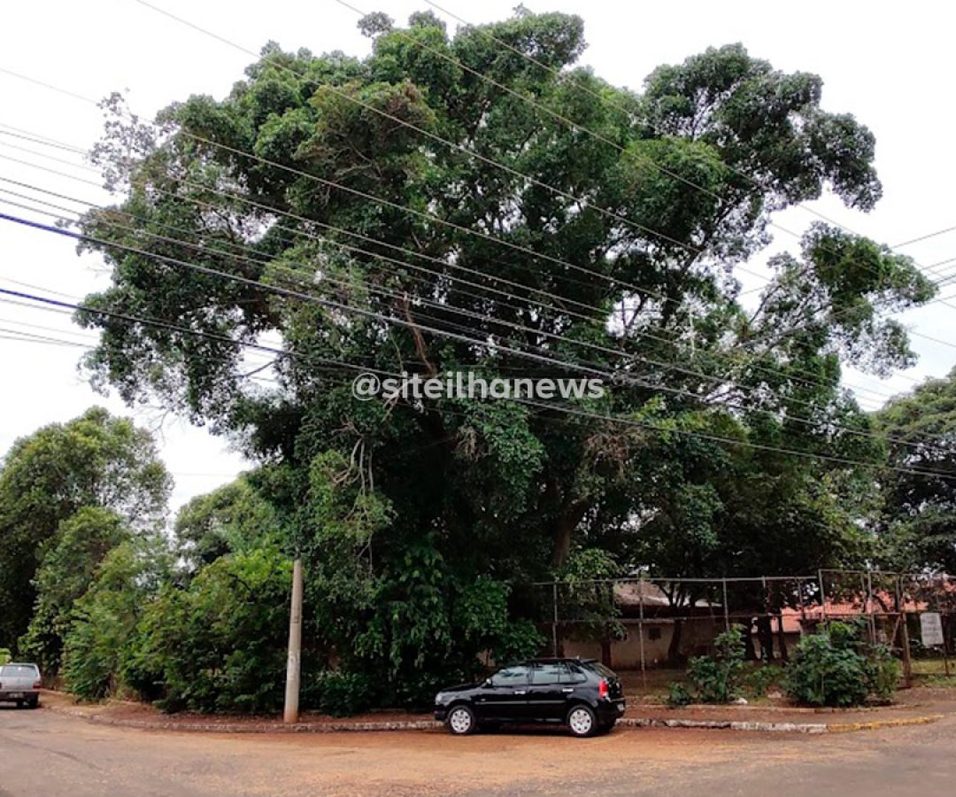 boletim-de-ocorrencia-arvore-ficus-atisa-casa-pai-ilha-solteira-news