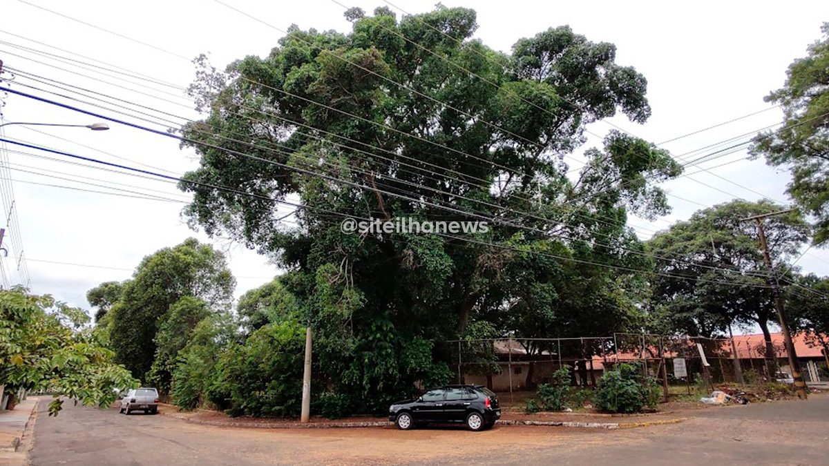 boletim-de-ocorrencia-arvore-ficus-atisa-casa-pai-ilha-solteira-news