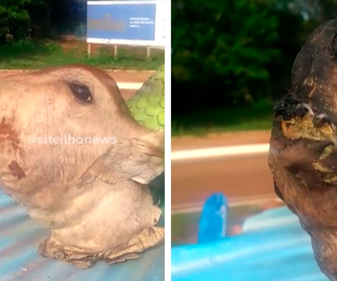 cabeca de boi encontrada no porto de ilha solteira