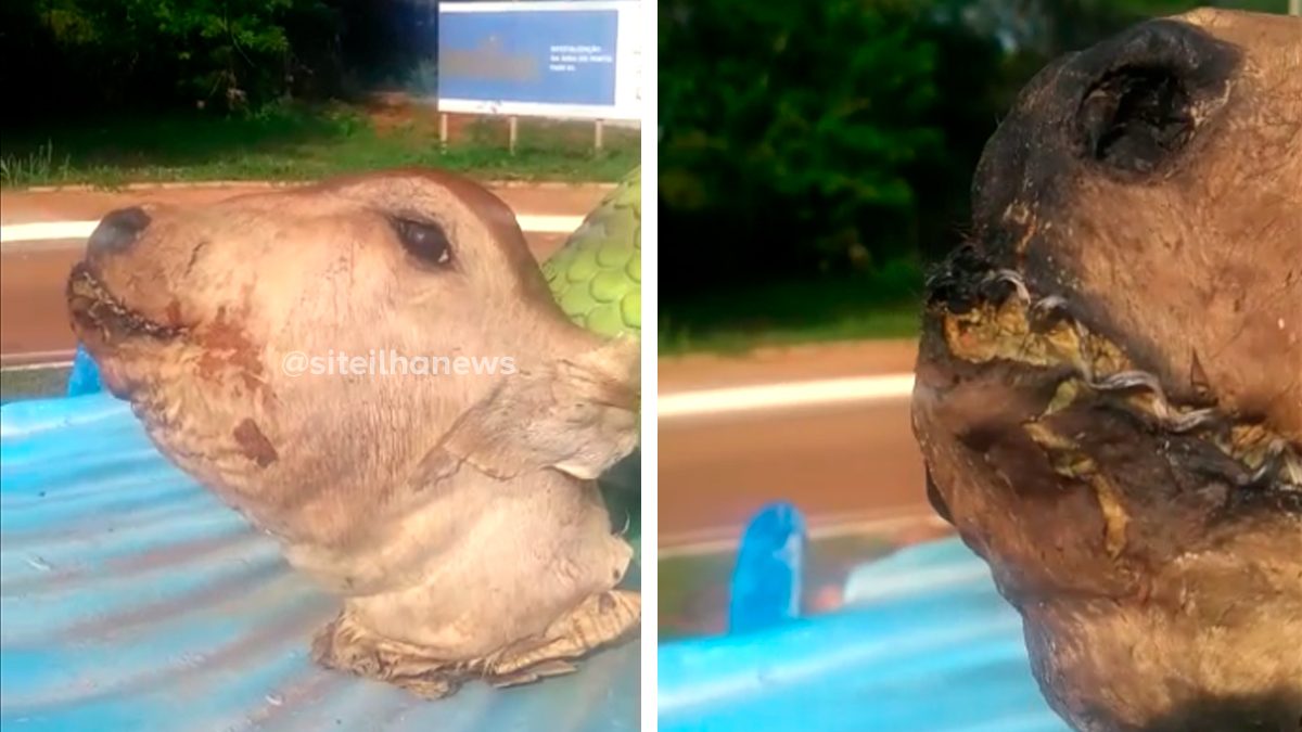 cabeca de boi encontrada no porto de ilha solteira