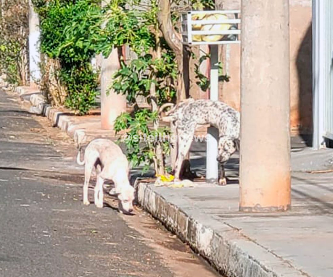 cães soltos atacam e matam gato no passeio jaú