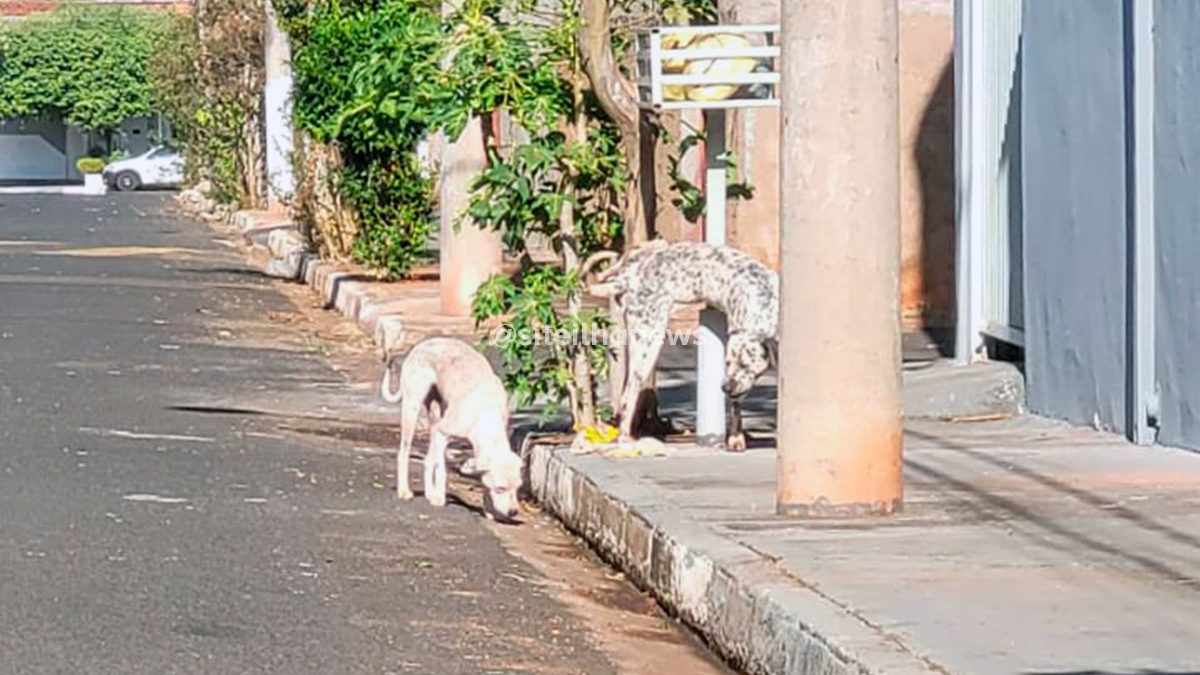 cães soltos atacam e matam gato no passeio jaú