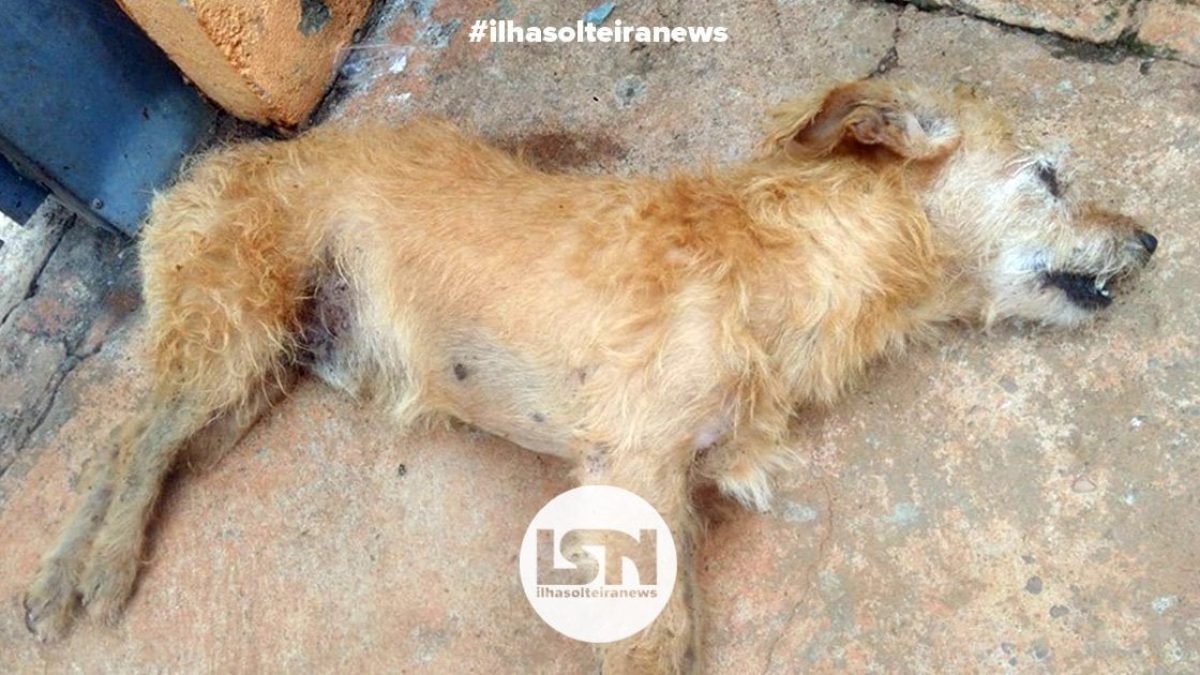 cao-envenenado-bairro-nova-ilha-solteira-news