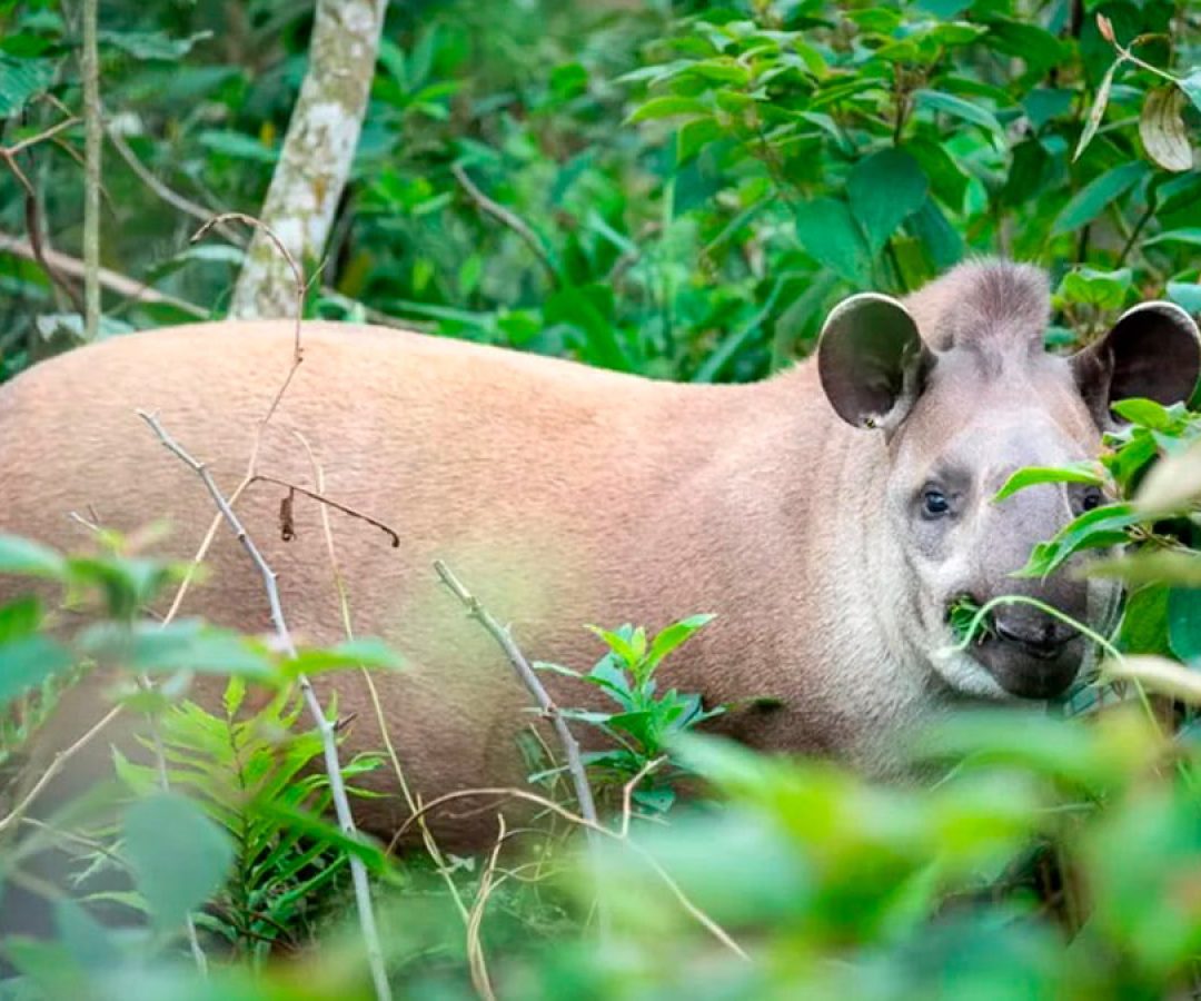ctg-brasil-antas-zoologico-ilha-solteira-news
