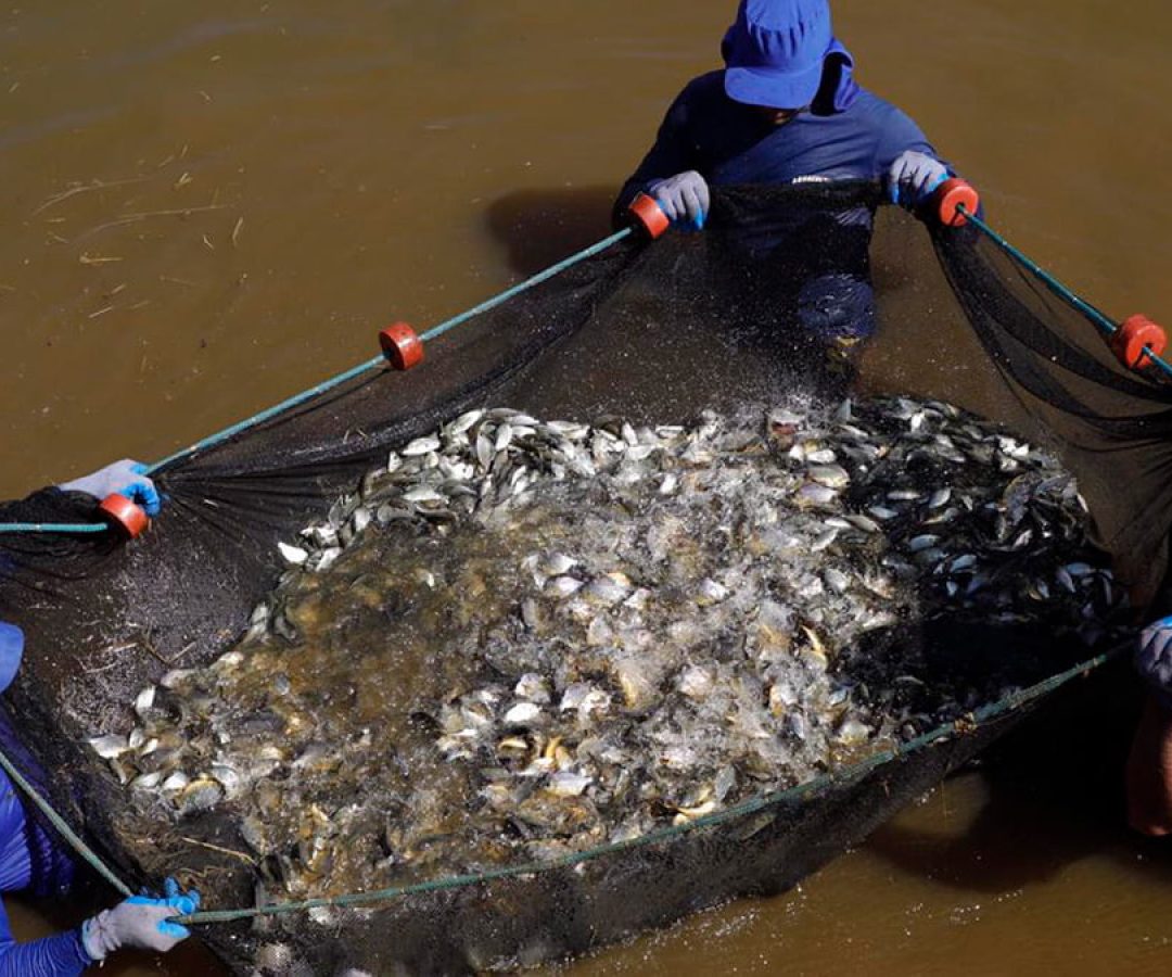 ctg-brasil-solta-600-mil-peixes-usina-hidreletrica-ilha-solteira-rio-parana-ilha-news
