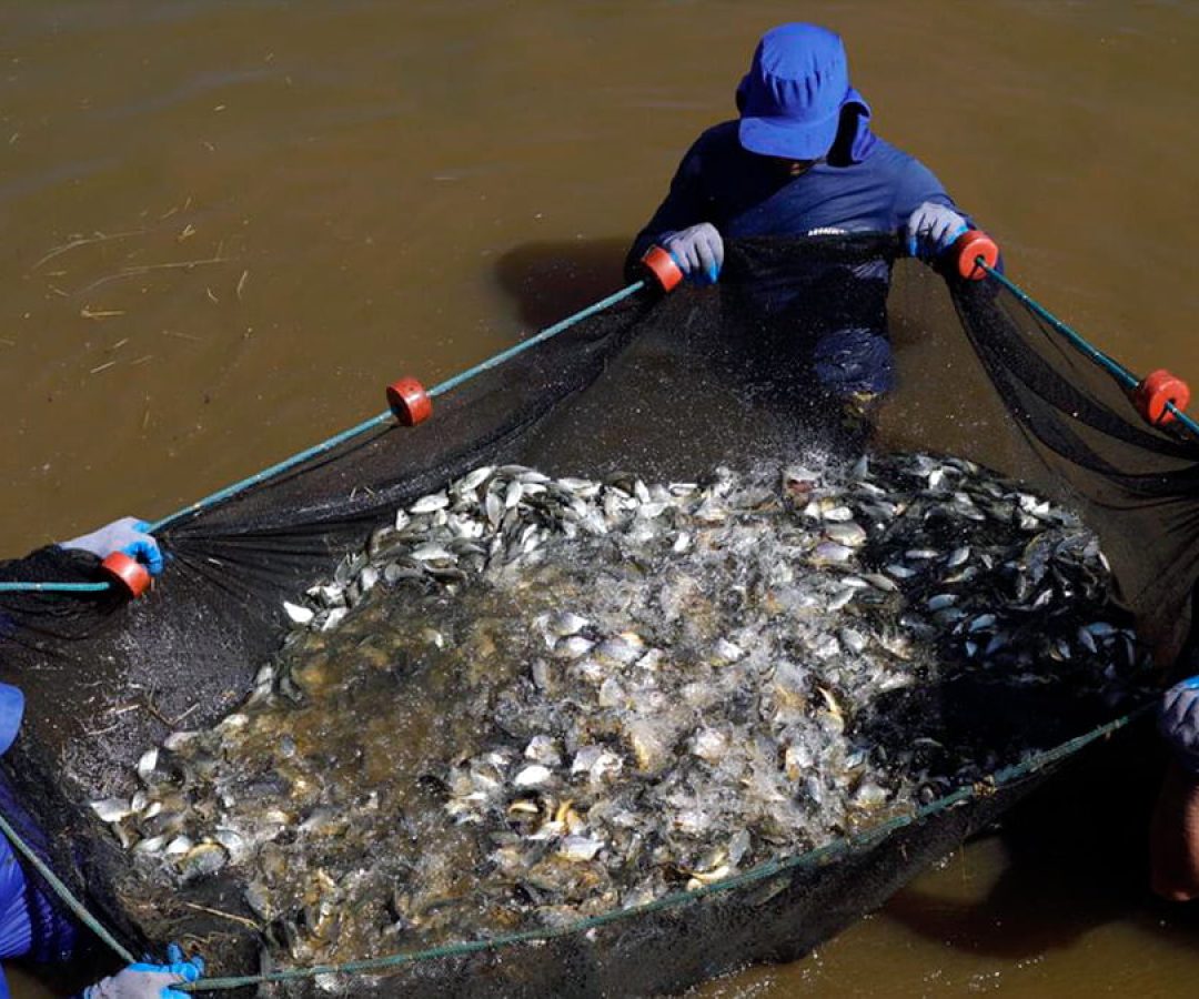 ctg-brasil-solta-peixes-rio-parana-ilha-solteira-news