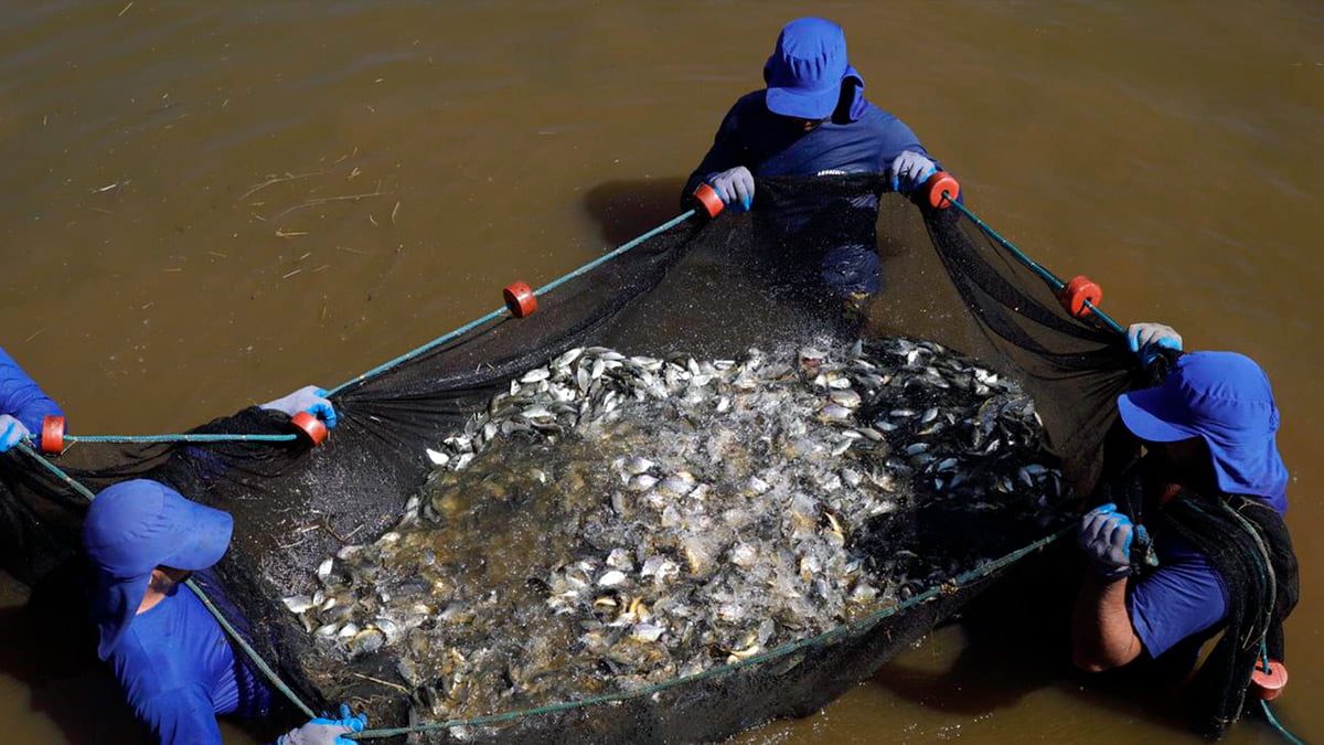 ctg-brasil-solta-peixes-rio-parana-ilha-solteira-news