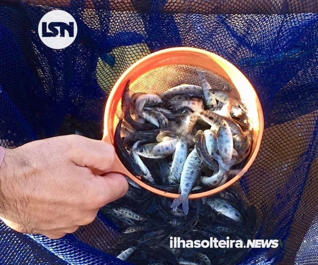 ctg-brasil-soltura-de-peixes-rio-parana-ilha-solteira-news