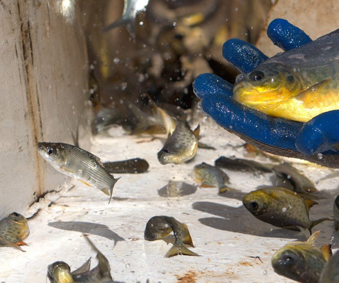 ctg-brasil-soltura-peixes-uhe-ilha-solteira-news