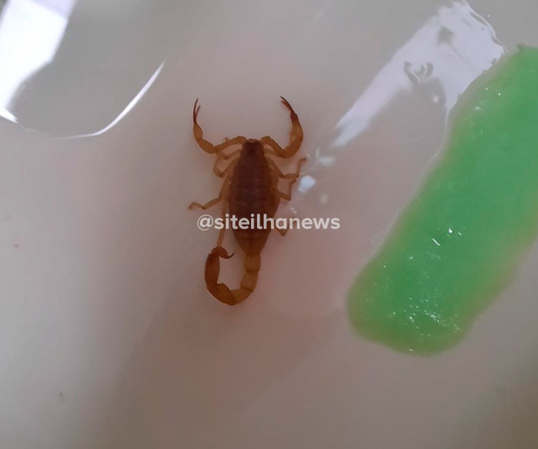 escorpião-vaso-sanitario-ilha-solteira-news