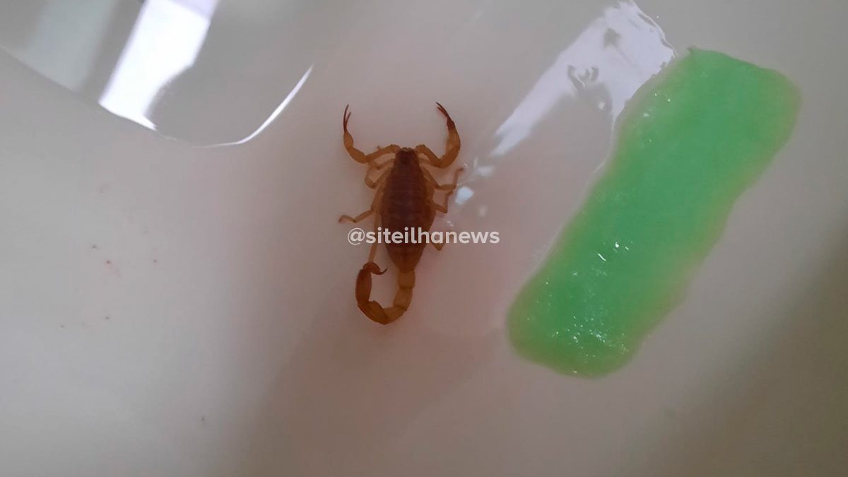 escorpião-vaso-sanitario-ilha-solteira-news