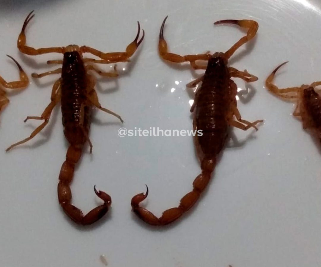 escorpioes-passeio-palmares-ilha-solteira