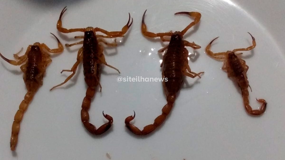 escorpioes-passeio-palmares-ilha-solteira