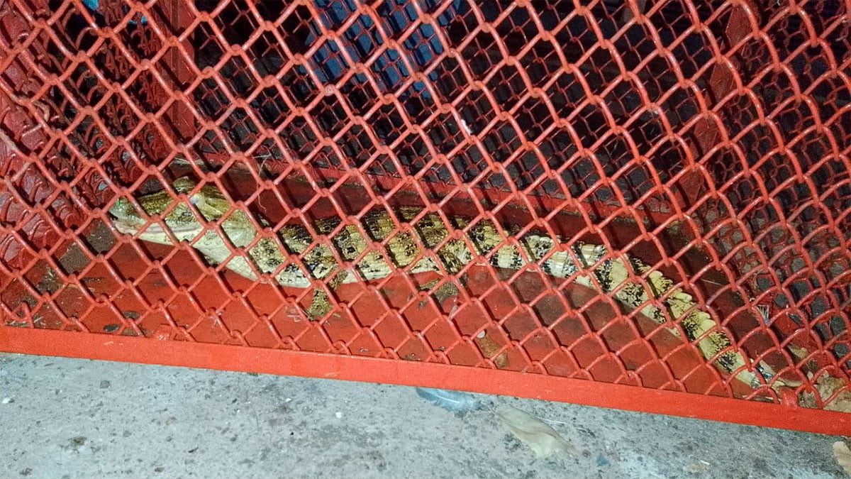 filhote-jacare-passeio-maringa-ilha-solteira-news