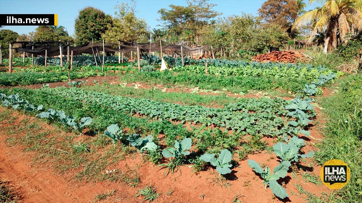 furtos-horta-dos-aposentados-ilha-solteira-news