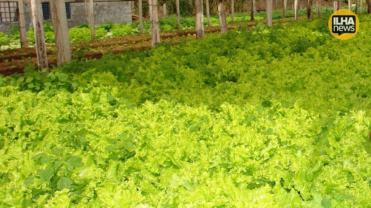 furtos-horta-dos-aposentados-ilha-solteira-news