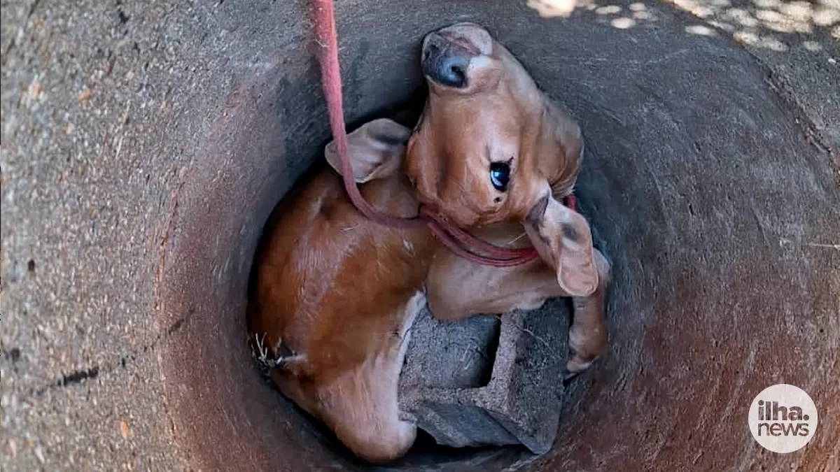 ilha-news-bezerro-cai-galeria-agua-pluvial-ilha-solteira